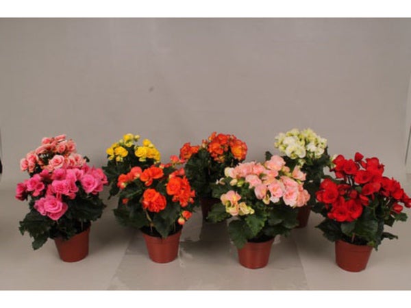 Begonia Plusieurs Couleurs