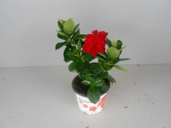 Dipladenia Pot11Cm H25Cm