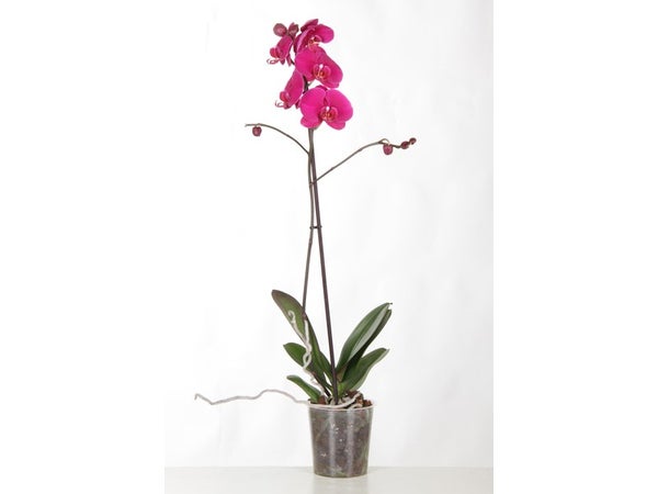 Phalaenopsis 1 Tige, H.60 Cm, Diam.12 Cm