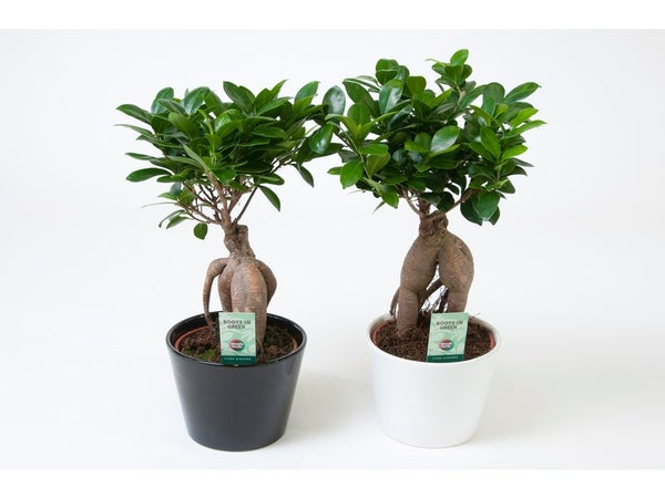 Ficus Ginseng En Pot, H.40 Cm, Diam.13 Cm