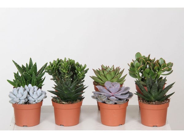 Plantes Succulentes Mixtes , H.20 Cm, Diam.12 Cm