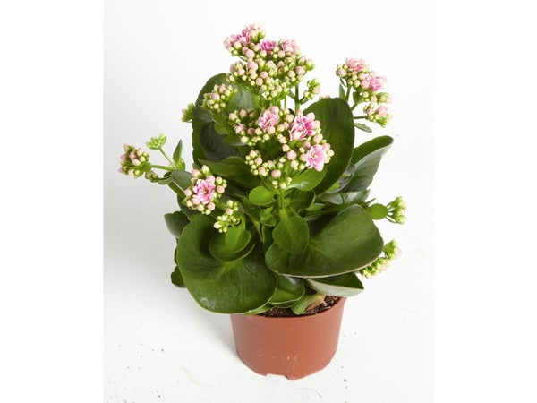 Kalanchoe Orange, H.23 Cm, Diam.11 Cm