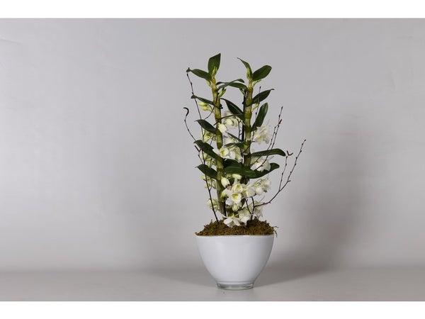 Dendrobium Blanc En Cache-Pot Verre Blanc, H.55 Cm, Diam.12 Cm