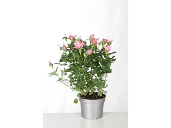 Rosier Buisson Kordana, H.20 Cm Multicolore
