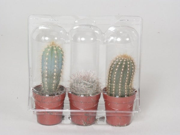 Blister 3 Mini-Cactus , H.20 Cm, Diam.5.5 Cm