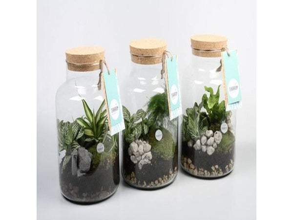 Mix De 3 Plantes En Verre , H.40 Cm, Diam.15 Cm