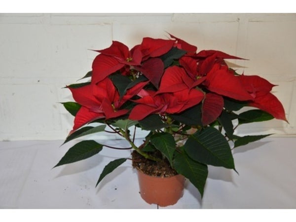 Poinsettia 4 À 5 Fleurs En Pot, Diam. 12 Cm