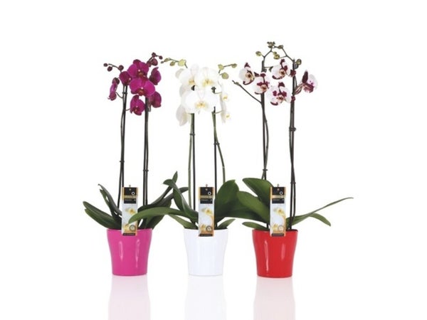 Orchidées 2 Tiges Avec Cache Pot Assorti À La Couleur De La Fleur