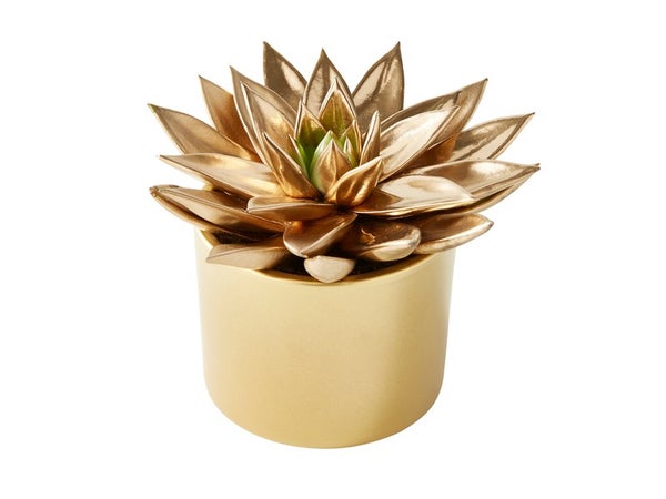 Cactus Peint, Pot Assorti, Diam. 12 Cm