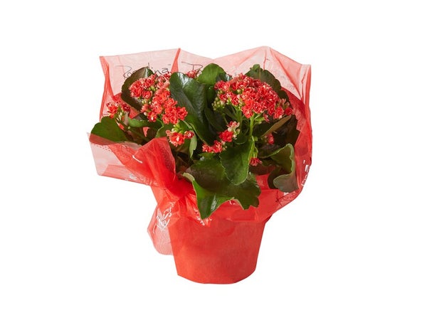 Kalanchoe Rouge Ou Blanc