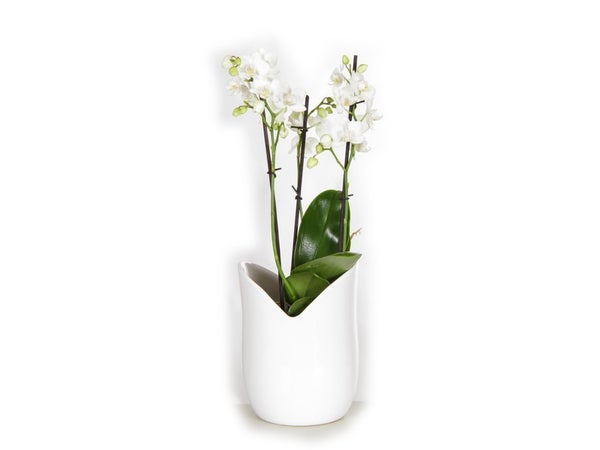 Orchidée 3 Tiges Blanche Avec Pot En Céramique Blanc