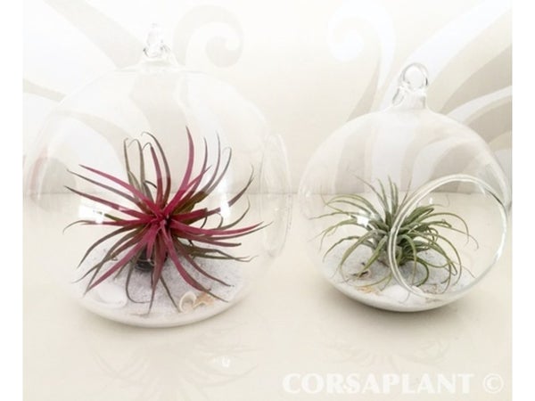 Tillandsia en verre