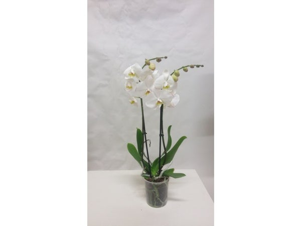 Orchidée Blanche 2 Tiges