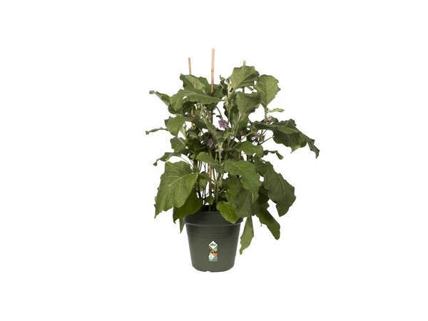 Pot Polypropylène Pot Elho Diam.24 X H.22.1 Cm Leaf Green