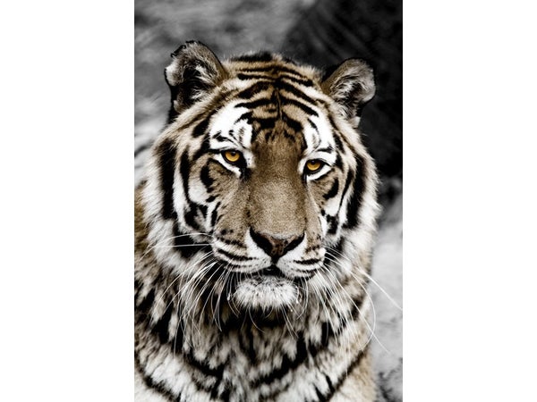 Toile imprimée Tiger Face, CEANOTHE, l.65 x H.97 cm multicouleur