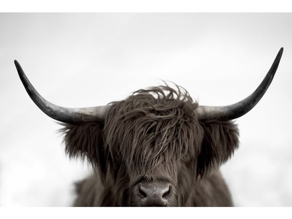 Plexiglass imprimé face cow, marron, noir, blanc ARTIS l.97 x H.65 cm