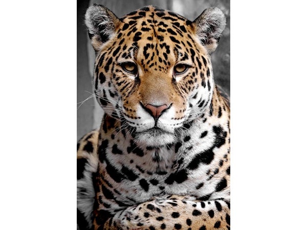 Plexiglass imprimé Leopard ARTIS l.65 x H.97 cm