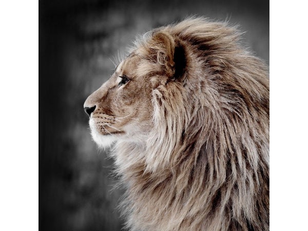 Verre imprimé love lion ARTIS l.43.5 x H.43.5 cm