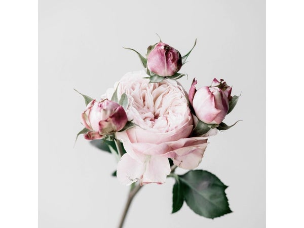 Toile imprimée Roses rose ARTIS l.30 x H.30 cm