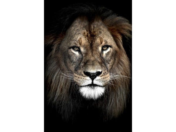 Toile imprimée Lion ARTIS l.97 x H.65 cm