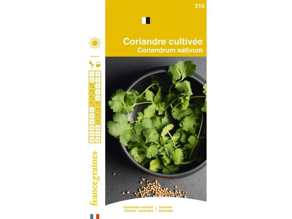 Coriandre cultivee