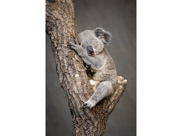 Verre imprime Koala endormi, marron, gris CEANOTHE l.45 x H.65 cm