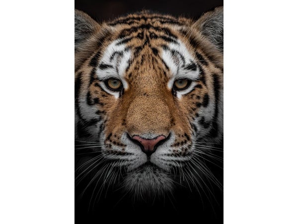 Toile imprimée Portrait Tigre, CEANOTHE, l.45 x H.65 cm marron, blanc et noir