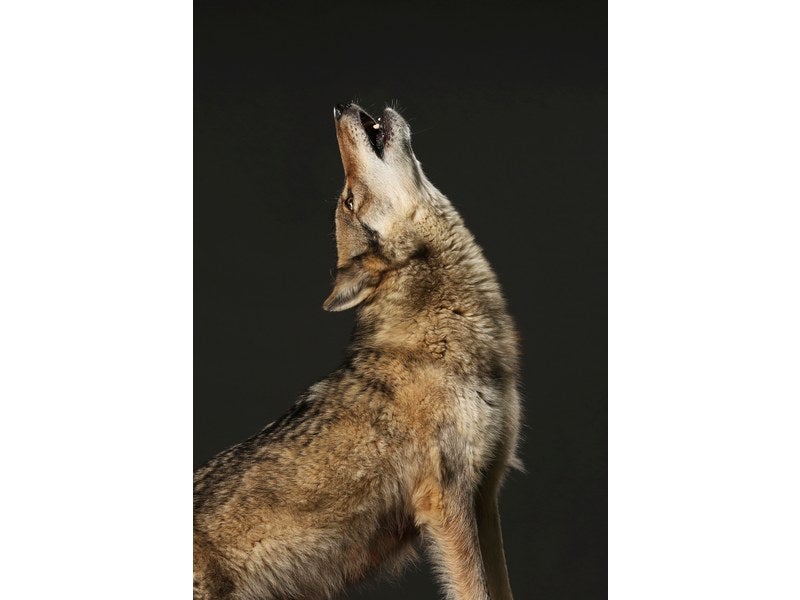 Perceuse Manuelle en Acier – Loup de la forêt