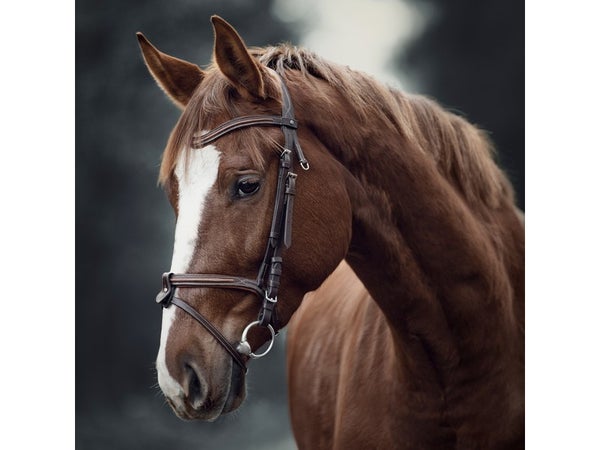 Verre imprimé Glassart cheval, CEANOTHE, l.30 x H.30 cm multicouleur
