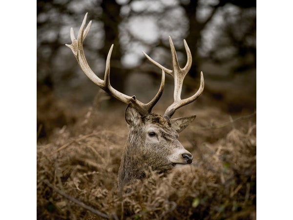 Verre imprimé Glassart deer, CEANOTHE, l.30 x H.30 cm multicouleur