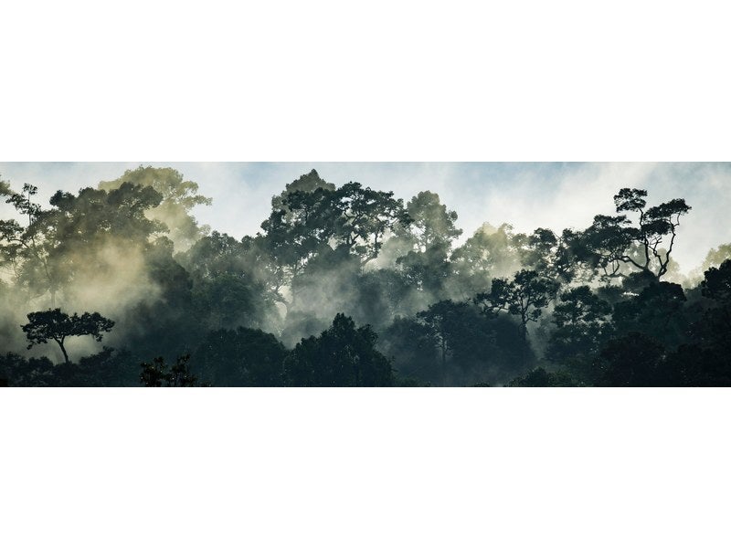 Verre imprimé Glassart silhouette forêt, CEANOTHE, l.95.5 x H.30