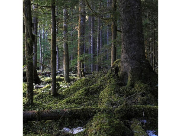 Verre imprimé Glassart troncs forêt, CEANOTHE, l.43.5 x H.43.5 multicouleur