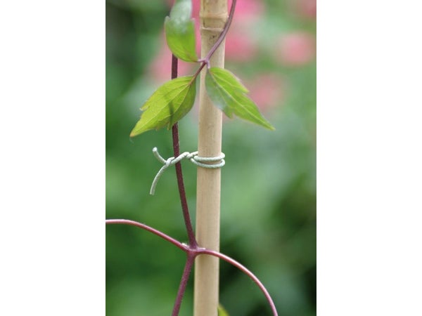 Lien Pour Arbre Rugueux Nortene