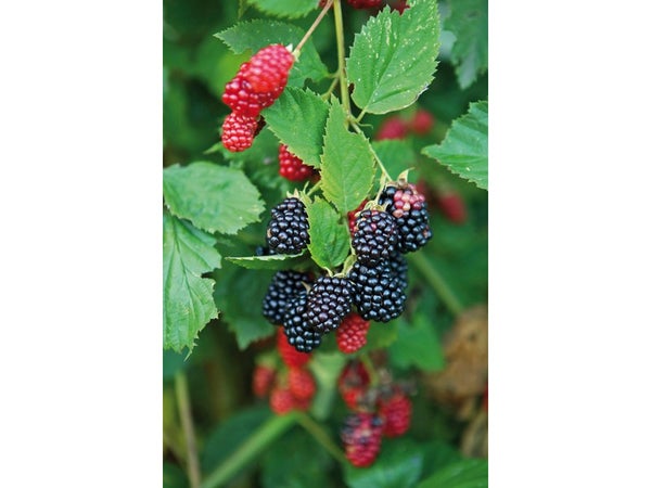Petits Fruitiers Mix