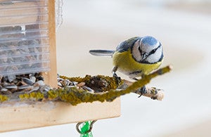Fabriquer une mangeoire à oiseaux en famille