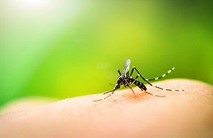 C'est le moment de se protéger contre les insectes volants et moustiques-tigres 
