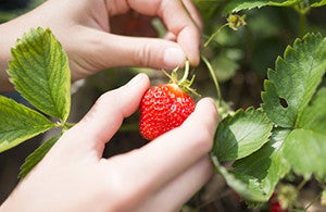 Les gestes incontournables pour vos récoltes d'été