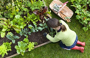 Les plantes du potager qui cohabitent le mieux