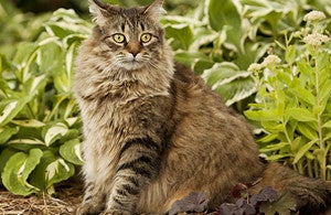 9 astuces pour protéger ses plantations du chat 