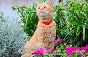 Adoptez un anti-puces naturel pour vos chiens et chats