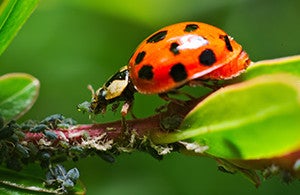 Les insectes et animaux utiles au jardin