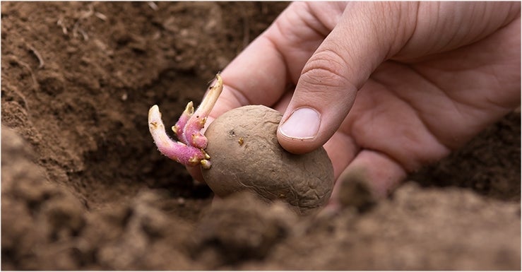 Comment bien planter ses pommes de terre ?