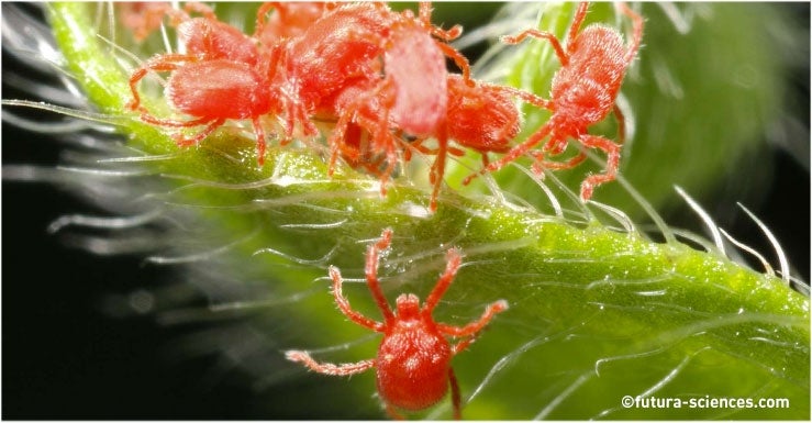 Contre les araignées