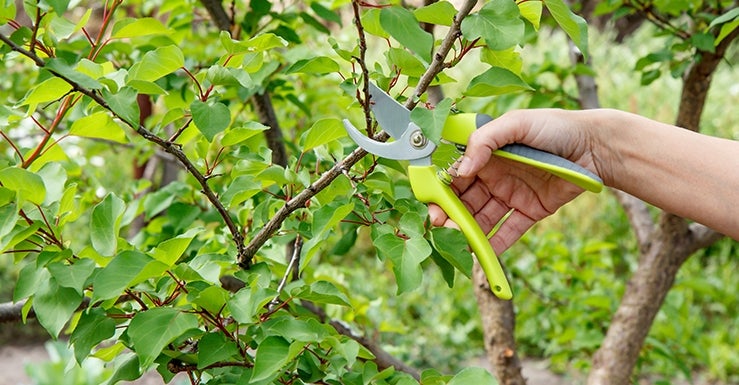 C'est le moment de faire la taille d'été des arbres fruitiers - Conseils