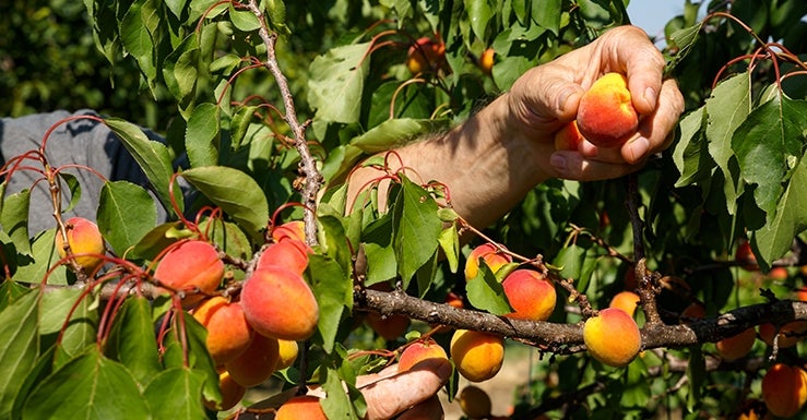 C'est le moment de faire la taille d’été des arbres fruitiers