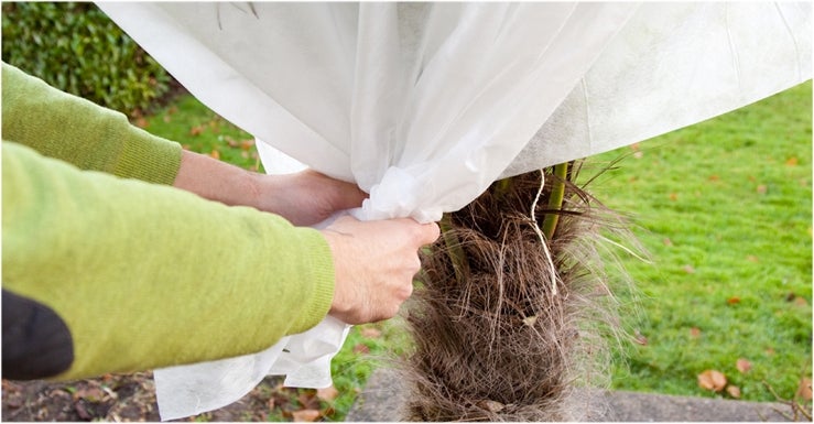 Posez un voile d’hivernage ou un paillage