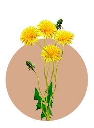 DÉSHERBER VOTRE JARDIN