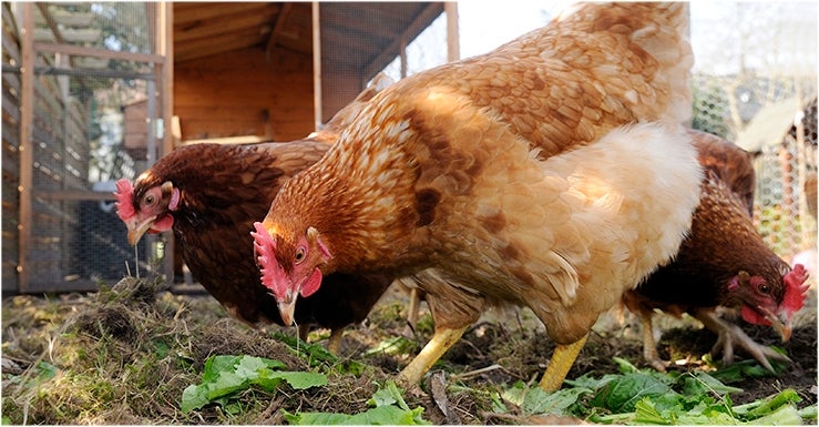 5 raisons qui vont vous donner envie d’élever des poules !