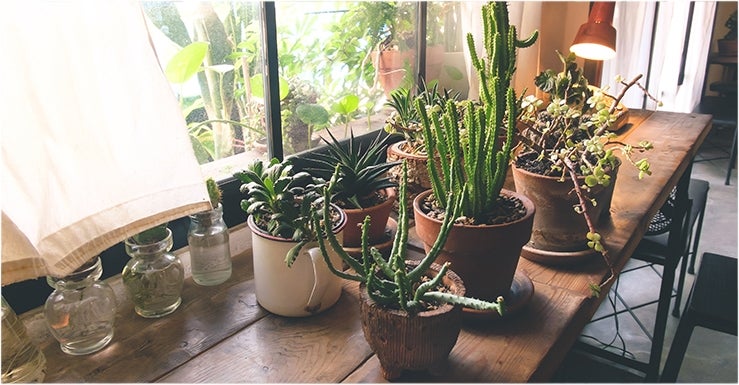 Plan Vertical D'une Plante Dans Un Pot Blanc à L'intérieur D'une Pièce à  Lumière Naturelle, Idéale Pour La Décoration D'une Pièce