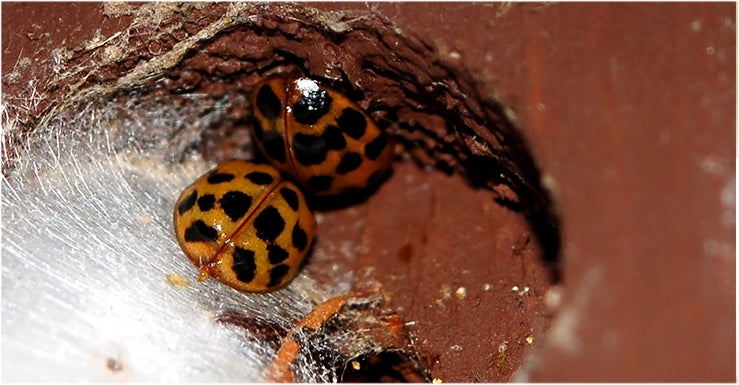 Pourquoi installer un abri à insectes dans mon jardin ?